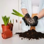 Natural Fertilizers for Plants