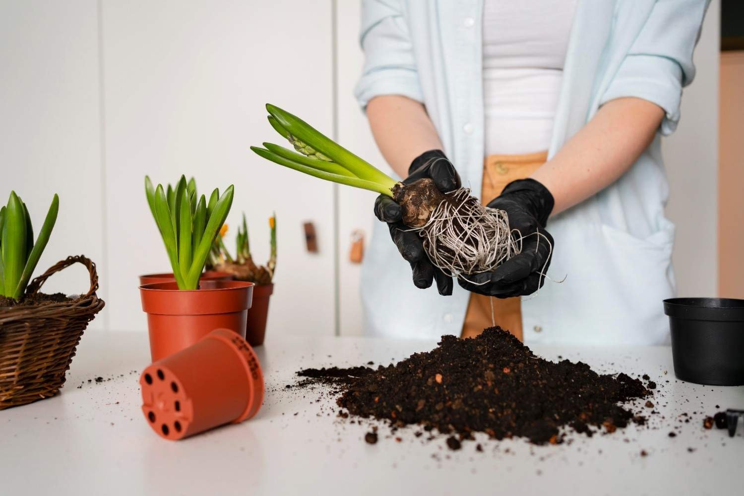 Natural Fertilizers for Plants