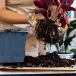 Gardening Basics for Beginners