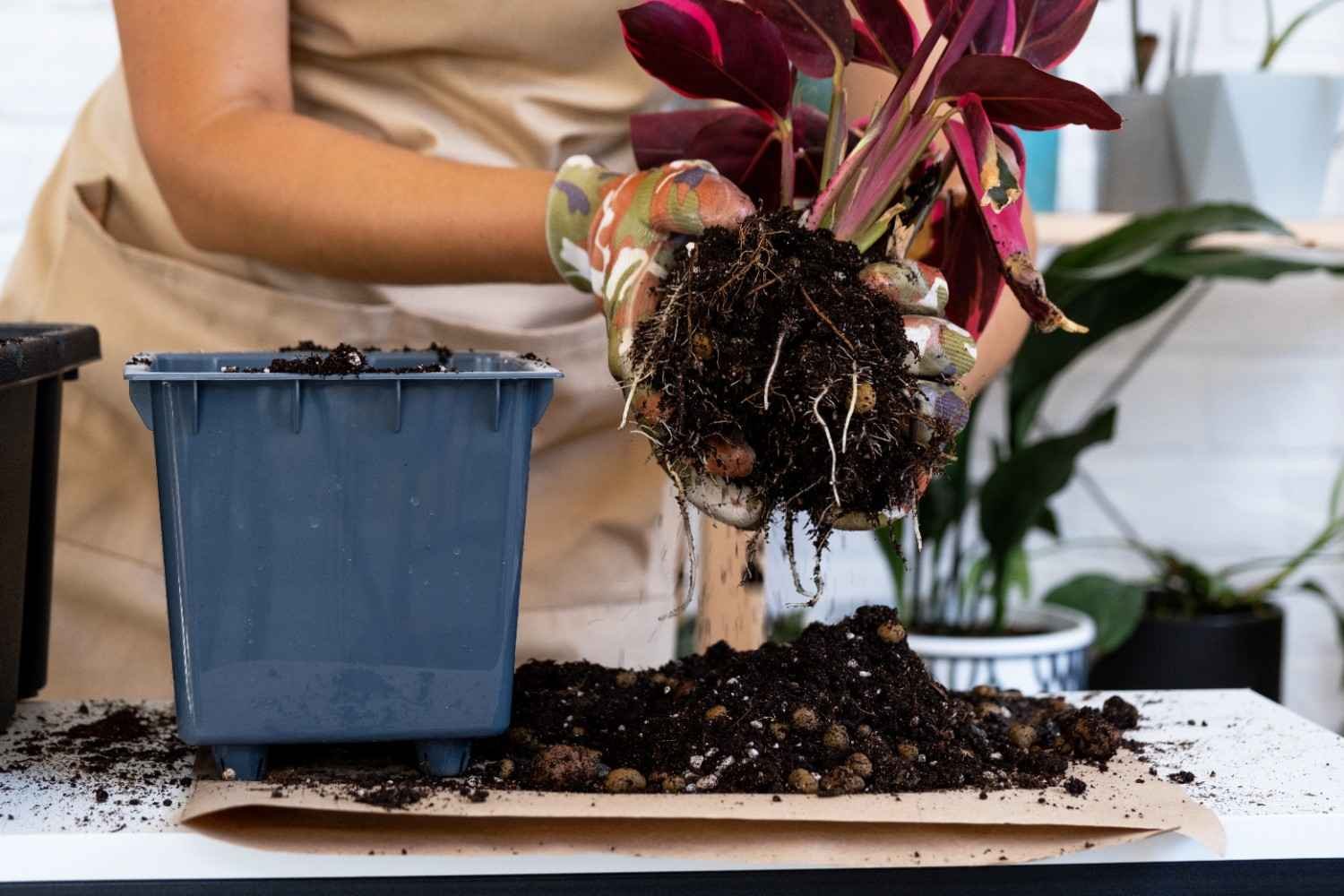 Gardening Basics for Beginners
