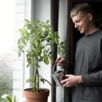 Overwatering Plants Symptoms