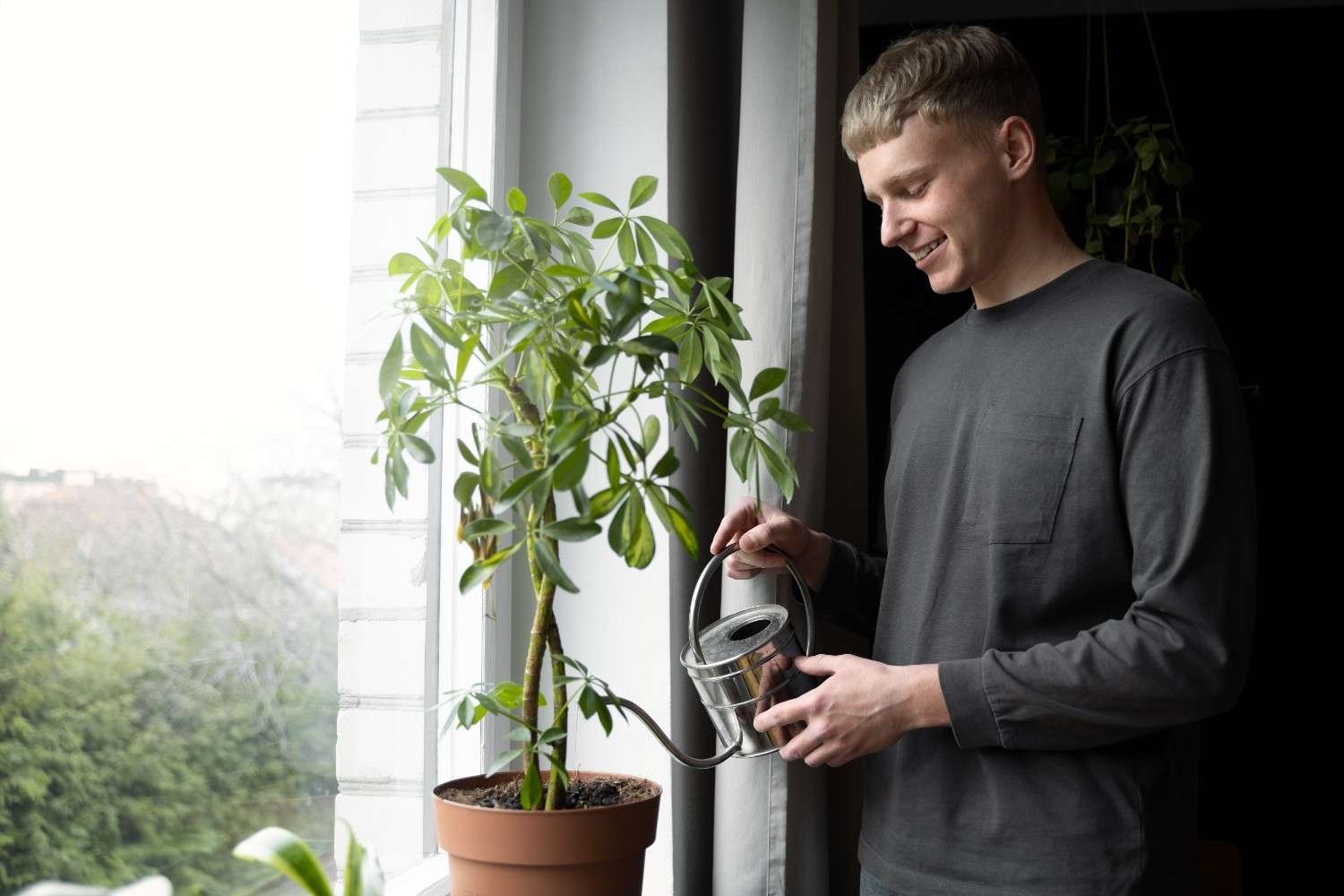 Overwatering Plants Symptoms