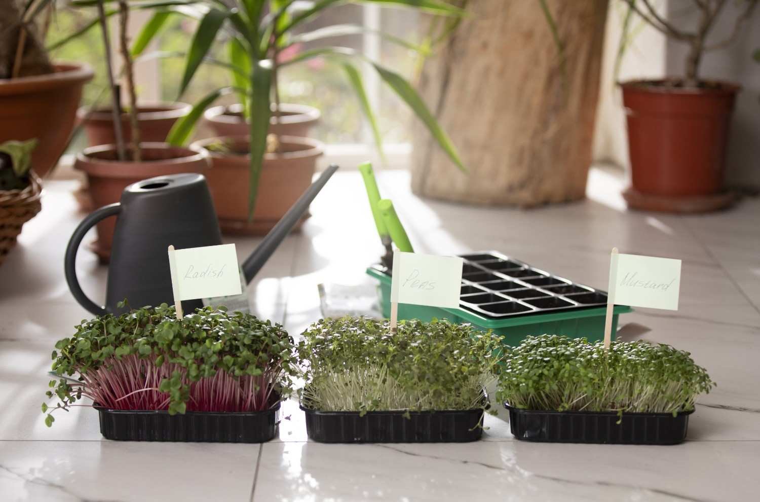 How I Start Growing Herbs at Home (Simple Routine That Works)
