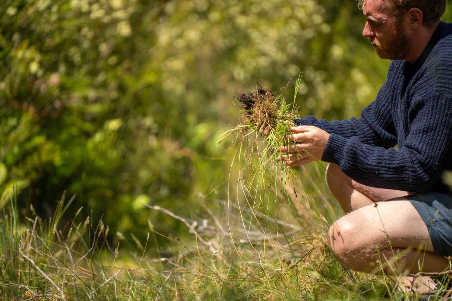 How Improving Soil Helps Eliminate Weeds Naturally