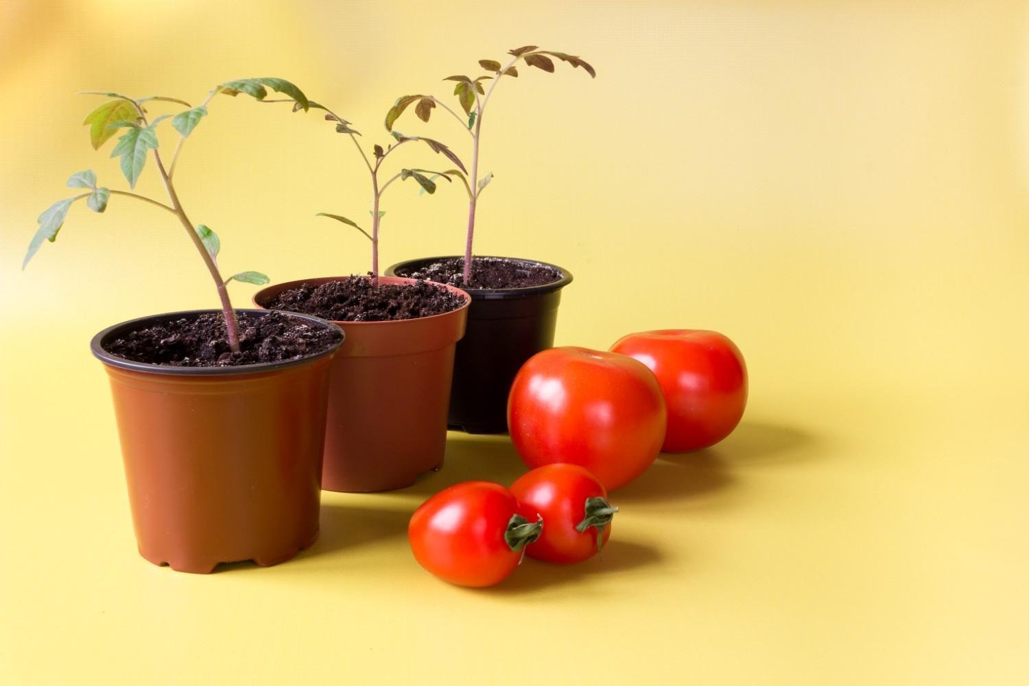 How Much Sunlight Do Tomatoes Need in Containers?