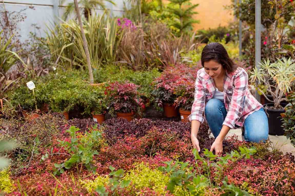Organic Gardening for Beginners