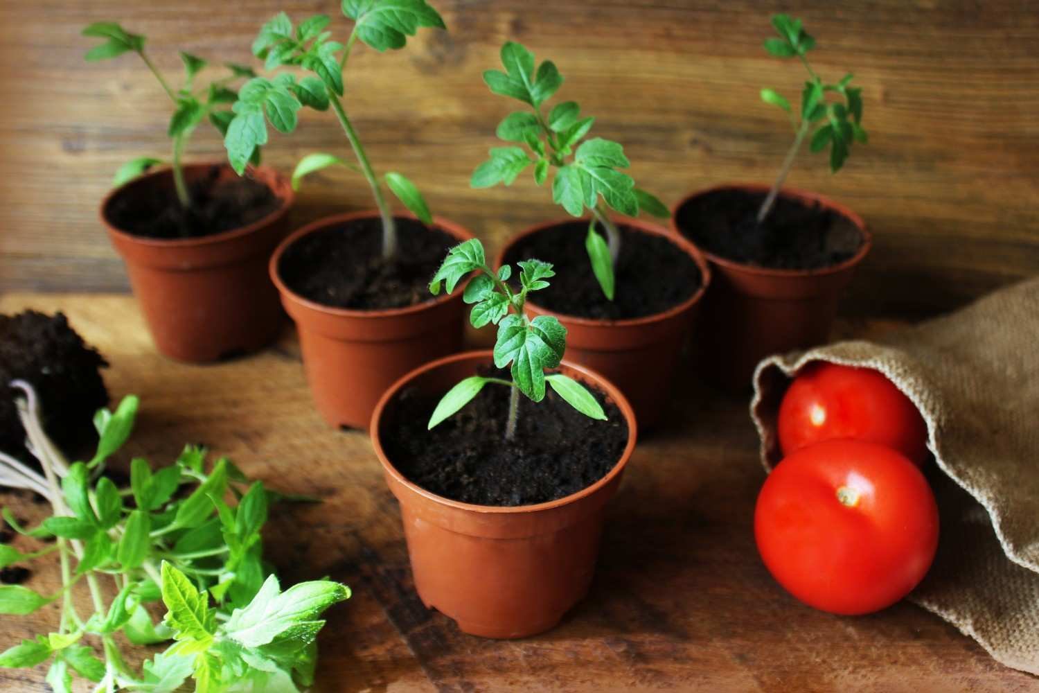 How Long Does It Take to Grow Tomatoes in Pots?