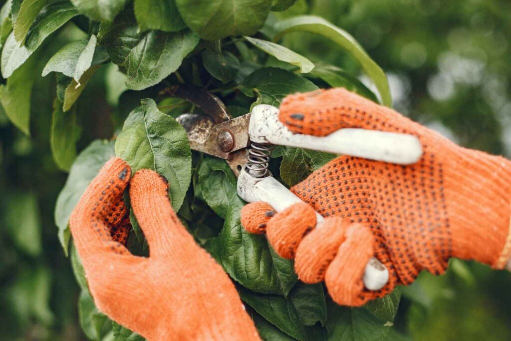 Should You Prune Your Backyard Trees
